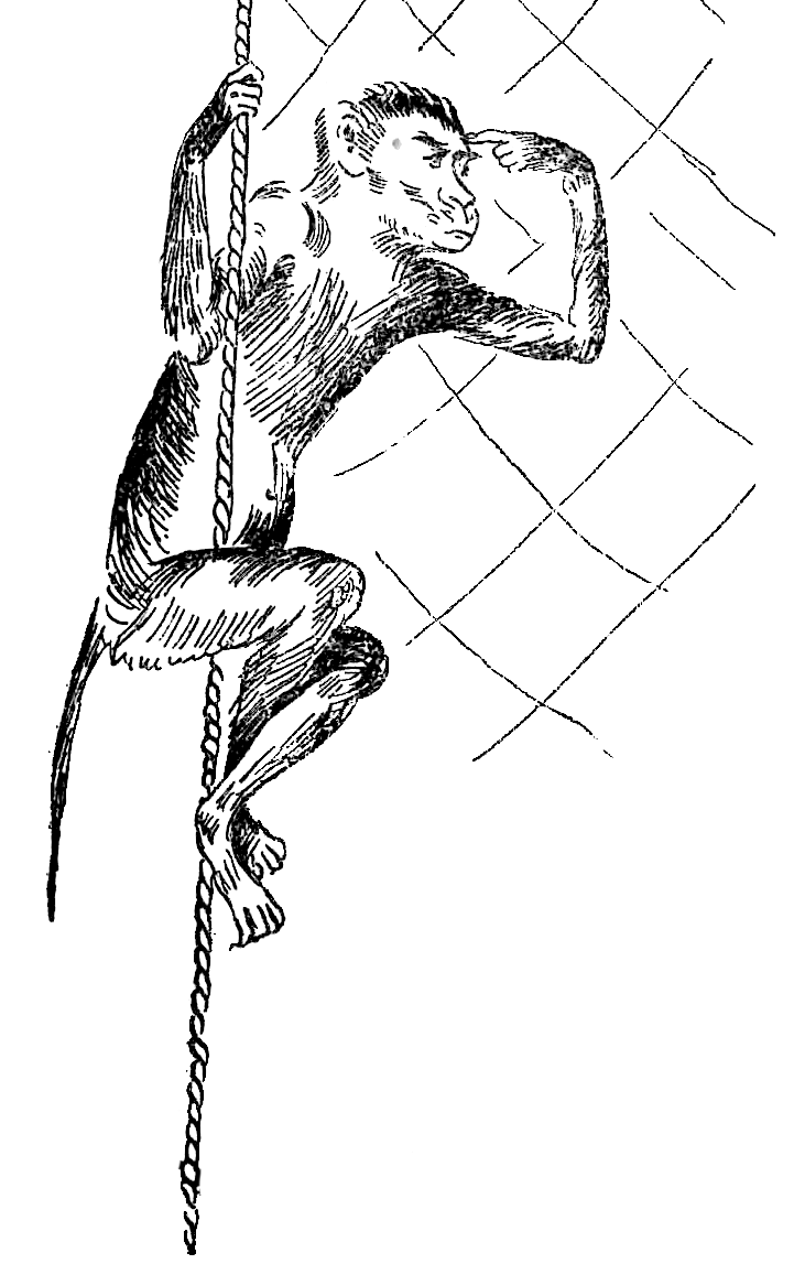 Illustrazione scimmia
