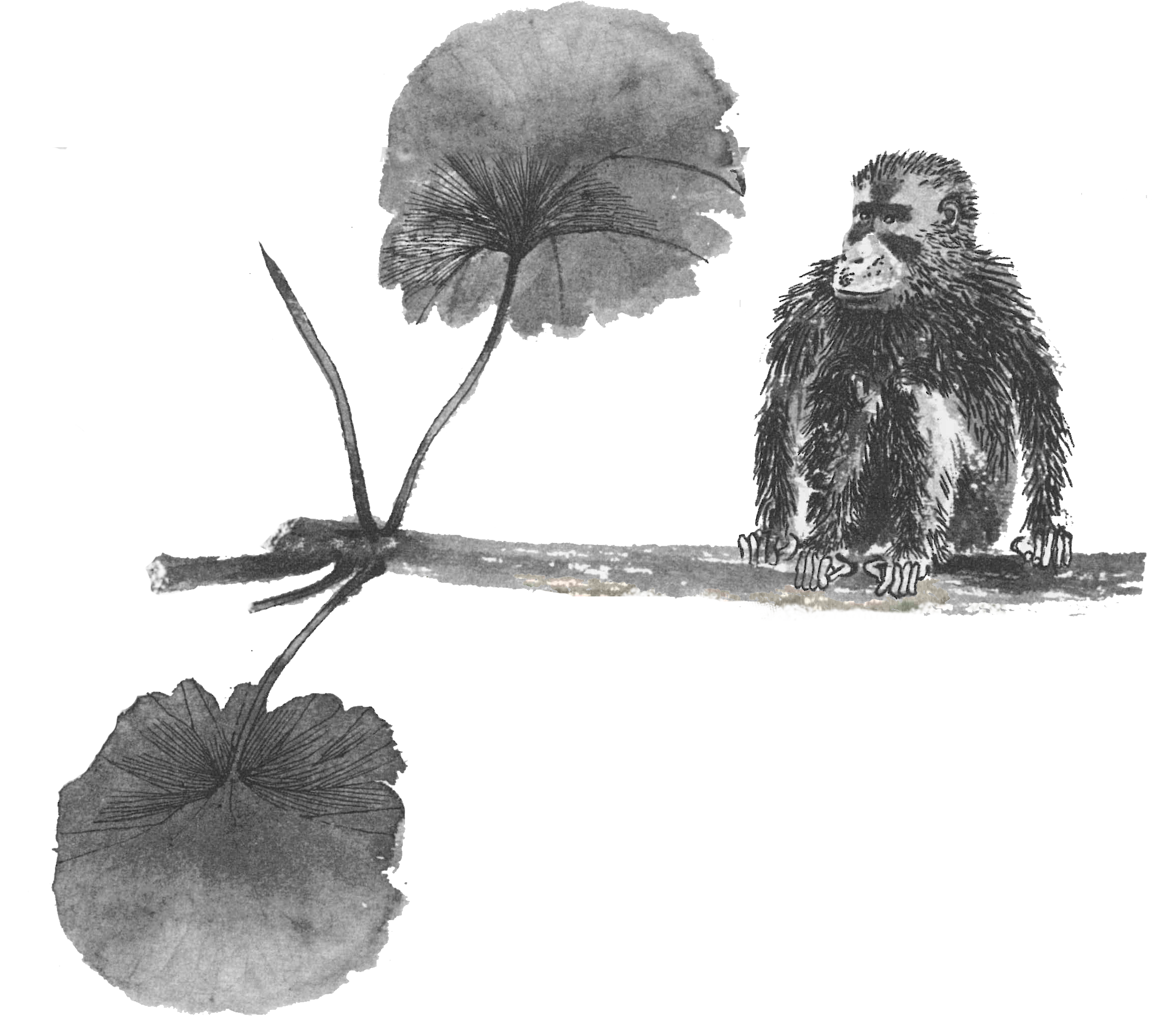 Illustrazione piante e scimmia